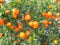 Generic HONEY TANGERINES FRESH PRODUCE FRUIT VEGETABLES 3 LB BAG (12 to 15