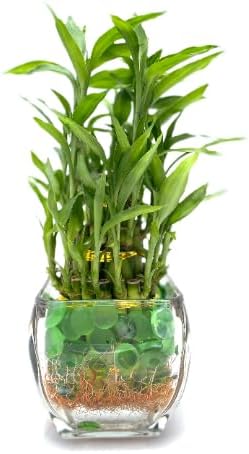 Generic Three Tier Live Lucky Bamboo in Glass Arrangement with Green Marbles