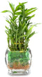 Generic Three Tier Live Lucky Bamboo in Glass Arrangement with Green Marbles