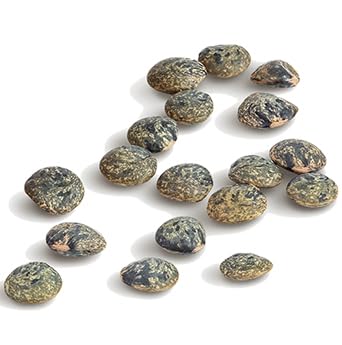 30 Oz Straight from France Genuinely French, Non GMO Certified French Green Lentils, All Natural Bulk Dry Lentils, Rich