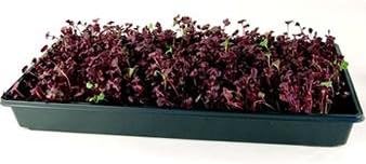 1 Lb Purple Sango Sprouting Radish Seeds: - Non-GMO Seed for Vegetable Garden, Growing Micro Greens