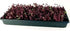 1 Lb Purple Sango Sprouting Radish Seeds: - Non-GMO Seed for Vegetable Garden, Growing Micro Greens