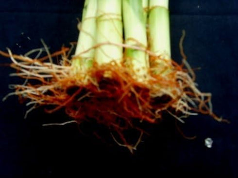 jmbamboo -10 18 Inches Stalks of Straight Lucky Bamboo ,Exclusive Design By