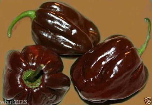 Jamaican Chocolate Habanero Pepper Seeds - Grow Your Own Spicy Flavor