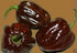 Jamaican Chocolate Habanero Pepper Seeds - Grow Your Own Spicy Flavor