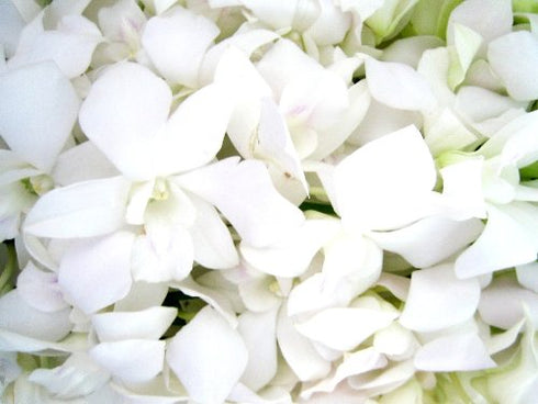 Just Orchids Fresh Flowers White Dendrobium Orchids with Vase