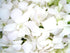Just Orchids Fresh Flowers White Dendrobium Orchids with Vase