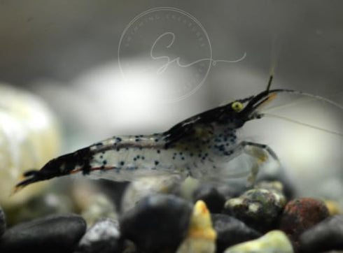 Swimming Creatures 20 Black Rili Premium High-Grade Neocaridina Freshwater Aquarium Shrimp Live