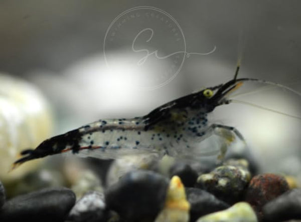 Swimming Creatures 20 Black Rili Premium High-Grade Neocaridina Freshwater Aquarium Shrimp Live
