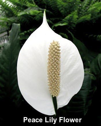 Jm Bamboo 4.5" Two Peace Lily Plant - Spathyphyllium - Unique Design Pot from