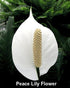 Jm Bamboo 4.5" Two Peace Lily Plant - Spathyphyllium - Unique Design Pot from