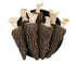 Dried Morel Mushrooms (Morchella Conica) 2oz