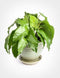3 4 Inch Calathea Musaica Network Prayer Plant - Live Plants in Pots - Calathea Musaica - Beautiful and Elegant Indoor