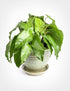 3 4 Inch Calathea Musaica Network Prayer Plant - Live Plants in Pots - Calathea Musaica - Beautiful and Elegant Indoor