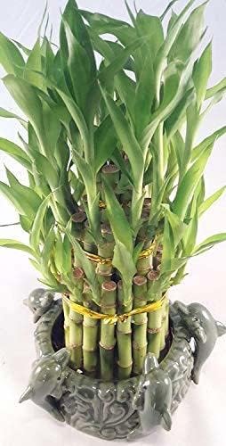 JM BAMBOO Lucky Bamboo - Tower in Decorative Dolphin Pot Unique from Jmbamboo