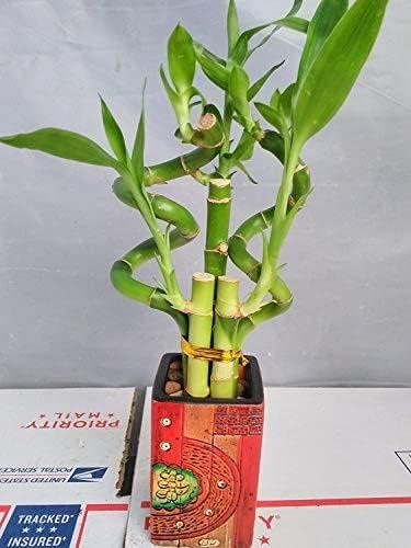 JM BAMBOO Jmbamboo - Live 5 Style of Lucky Bamboo Plant Arrangement w/ 4''Ceramic