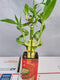 JM BAMBOO Jmbamboo - Live 5 Style of Lucky Bamboo Plant Arrangement w/ 4''Ceramic