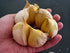 Cloves Garlic Elephant -0.15 OZ 16 Organic Fresh seeds garlic elephant for planting,