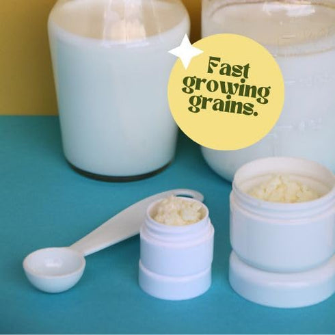 Turkish Milk Kefir Grains Starter - Bulgaros & Pajaritos Strain by Simple Life Probiotics