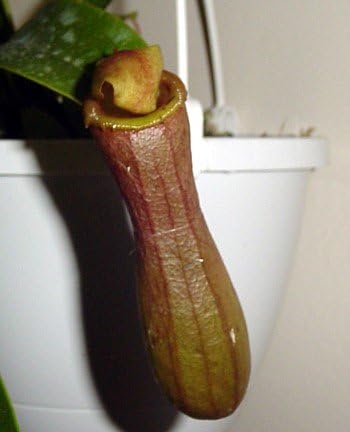 4" Asian Pitcher Plant - Nepenthes - Carnivorous - Exotic - Hanging Pot