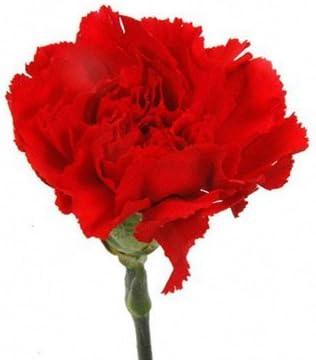 Cut Flowers -Mother's Day Red Carnations