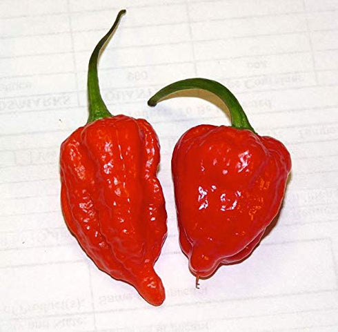 The Spice Lab Ghost Pepper Salt (Naga Jolokia) - 3.5 oz French Jar of Gluten-Free Non-GMO Premium Gourmet Salt