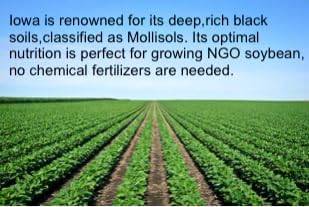 Laura Soybeans, new crop and Non-GMO - directly from the Chambers Family Farm in Iowa. Makes best Soy Milk, Tofu