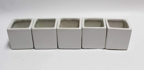 Athena's Garden Set 5 2" 3" A of Live Succulents in White Square Pots Each Supported with Natural Polished River Rocks