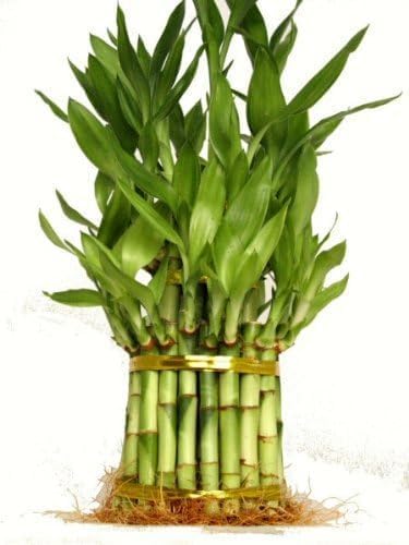 Lucky's Bamboo 3 Tier Lucky Bamboo (Total +/- 38 Stalks) Comes Built with 4"