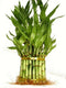 Lucky's Bamboo 3 Tier Lucky Bamboo (Total +/- 38 Stalks) Comes Built with 4"