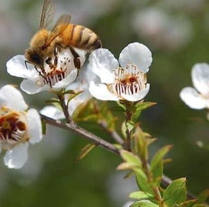 3Bee 400+ (17.6 oz (2 Pack)) Manuka Honey Drops MGO with Ginger & Lemon