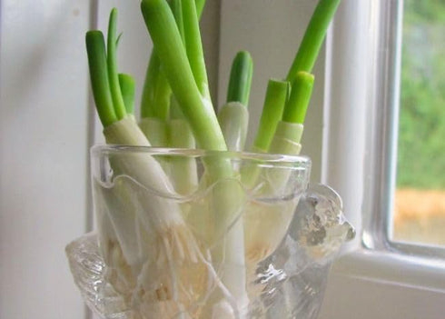Generic Onion3 Fresh Green bundles -Produce of USA (endless green onion supplies by replanting the root)