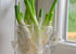 Generic Onion3 Fresh Green bundles -Produce of USA (endless green onion supplies by replanting the root)