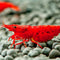 BLOODY MARY SHRIMP - 6 shrimp pack - Live Fish for Aquarium