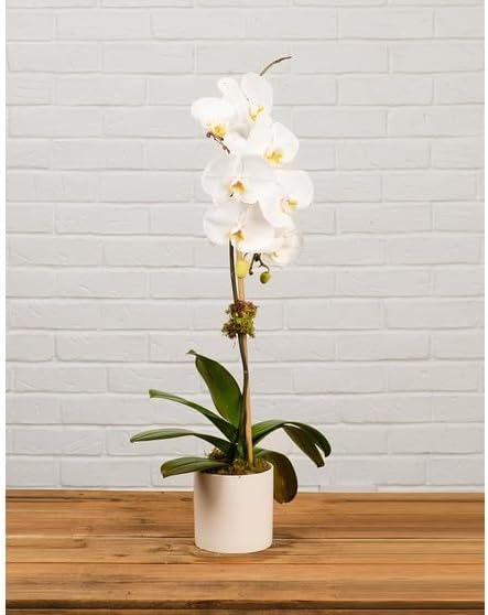 Generic White Phalaenopsis Orchid Plant in Ceramic Pot, Live Indoor Flowering Plant with Multiple Blooms. Everylasting