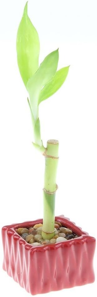 4" Live Lucky Bamboo Single Stalk with Square Red Planter - Indoor