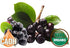 8:1 8 oz Black Aronia Berry ChokeBerry Aronia melanocarpa juice concentrate Organic from CAOH