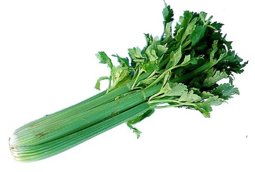 FRESH CELERY At The Neighborhood Corner Store CELERY FRESH PRODUCE LARGE FRUIT VEGETABLES PER BUNDLE (1)