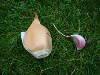 2 Bulbs! Elephant Garlic Huge Great for Fall Planting! Non GMO Milder Tasting Garlic