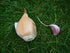 2 Bulbs! Elephant Garlic Huge Great for Fall Planting! Non GMO Milder Tasting Garlic