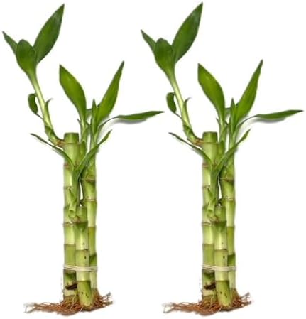 Generic Twisted Bamboo - 3 Stalk Live Lucky Bamboo Plant (1x - 6"