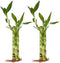 Generic Twisted Bamboo - 3 Stalk Live Lucky Bamboo Plant (1x - 6"