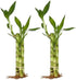 Generic Twisted Bamboo - 3 Stalk Live Lucky Bamboo Plant (1x - 6"
