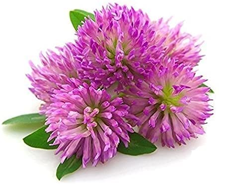 Red Clover Leaf & Flowers, Dried Trifolium pratense by Nature Tea, 4 oz