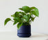 Generic (3 Pack), Bloom & Beyond Live Plants Real Indoor Houseplants, Low Maintenance, Easy Growing, Air Purifying