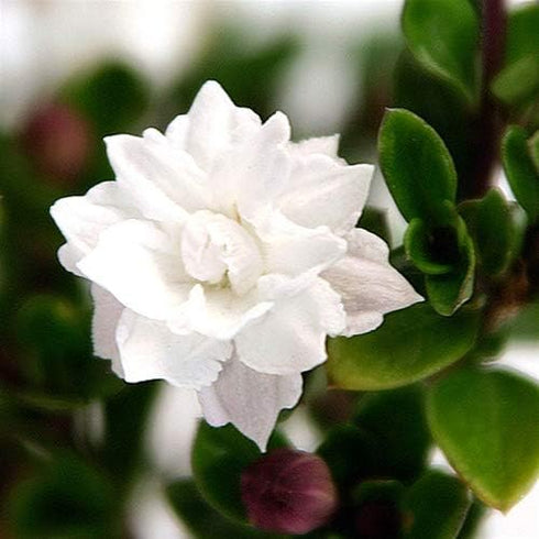 Indoor Bonsai Serissa Snow Rose