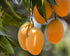 5 Food to Live Dried Diced Mango, Pounds Sweetened, Unsulfured, Sulfite Free Chunks, No Added Color, No Artificial