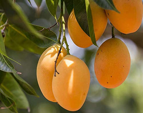 1 Food to Live - Dried Diced Mango, Pound - Sweetened, Unsulfured, Sulfite Free Chunks, No Added Color, No Artificial