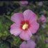 Generic Minerva Rose of Sharon (Althea Hibiscus Syriacus) Hardy Flowering Shrub with Lavender-Pink Blooms and Red Eye