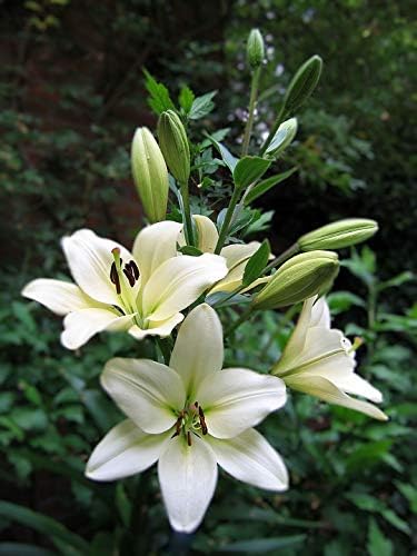 Home Comforts Flower Flowering Stems Lilies Lily White-20 Inch By 30 Inch Laminated Poster